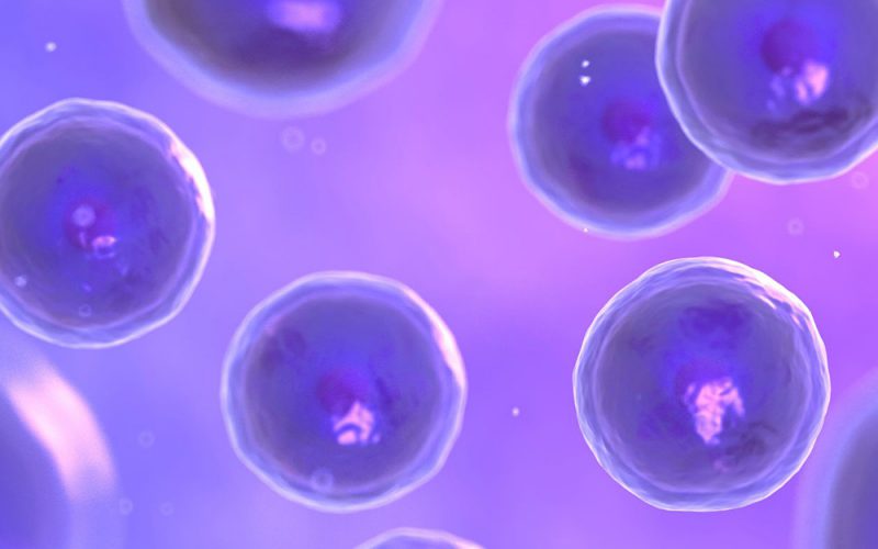 Modeling Human Biology and Organoids: A Big Impact from a Miniature Tissue